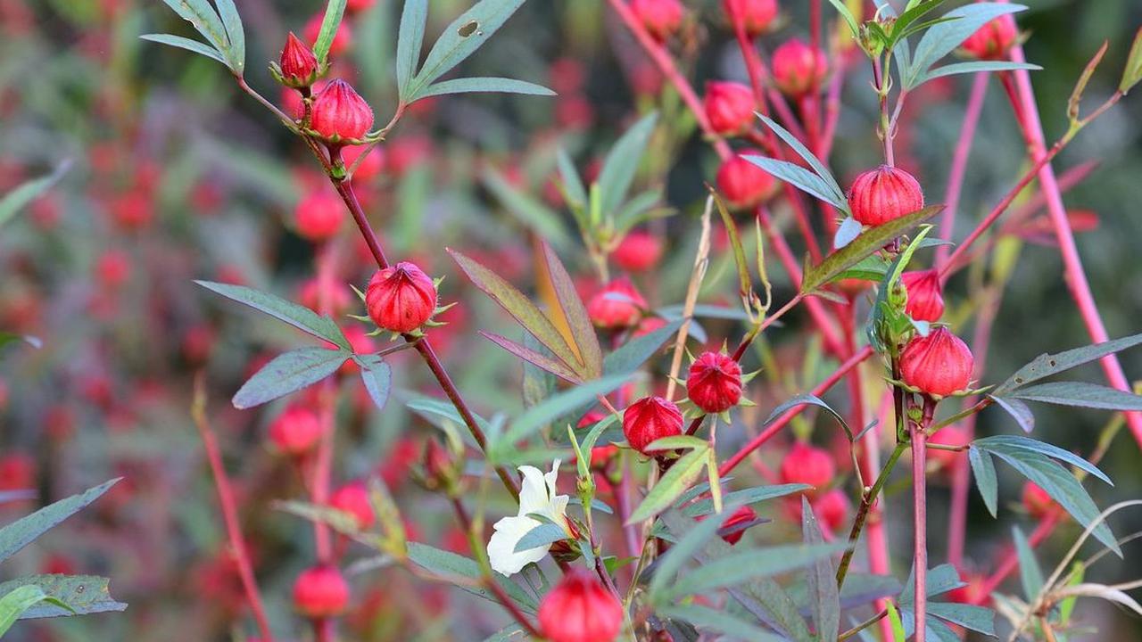 Manfaat Bunga Rosella