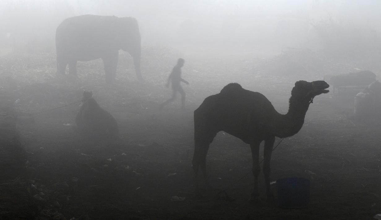 Seorang pria India berjalan melewati unta dan gajah di bawah jembatan pada saat kabut pagi menyelimuti di New Delhi (08/12/2016). (AFP PHOTO/Uang SHARMA)