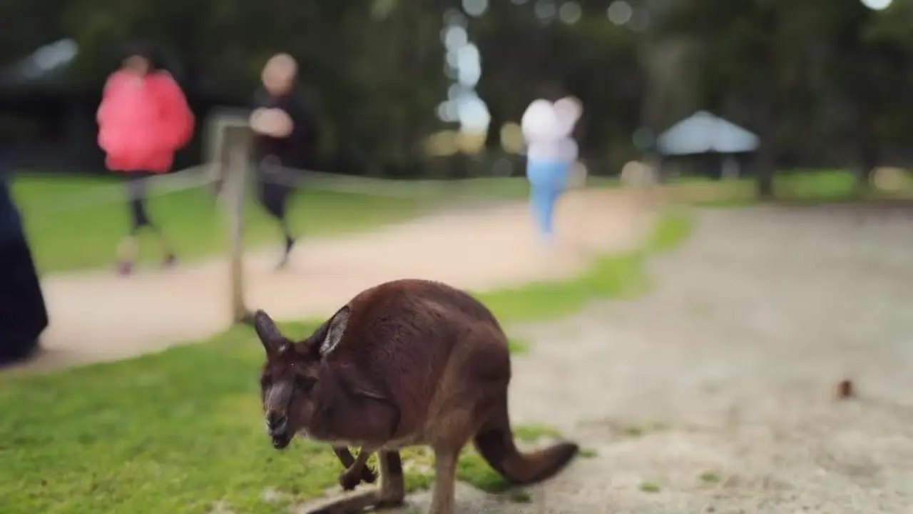 Jelajah Melbourne 