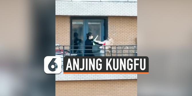 VIDEO: Begini Jadinya jika Anjing Berlatih Kungfu