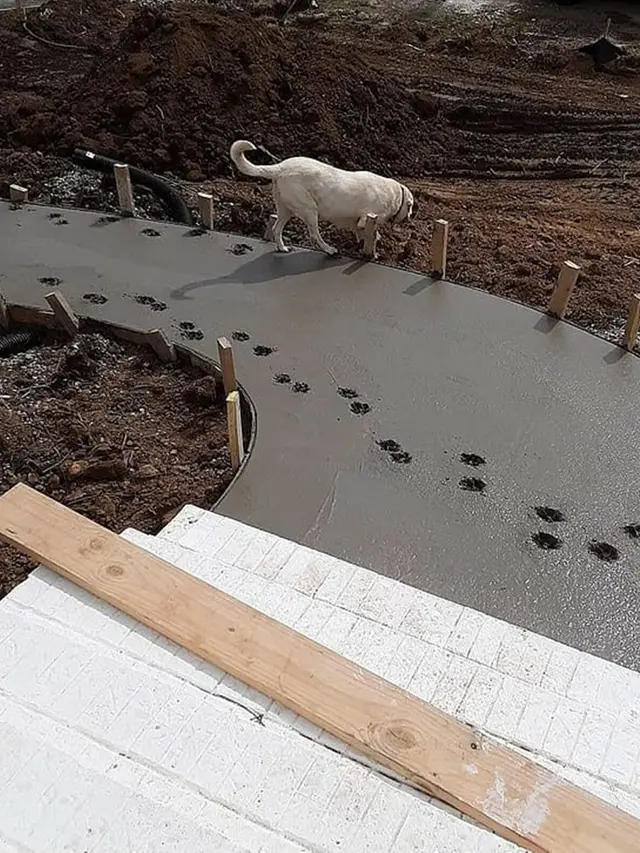 6 Potret Anjing Jalan di Cor Masih Basah Ini Bikin Geregetan