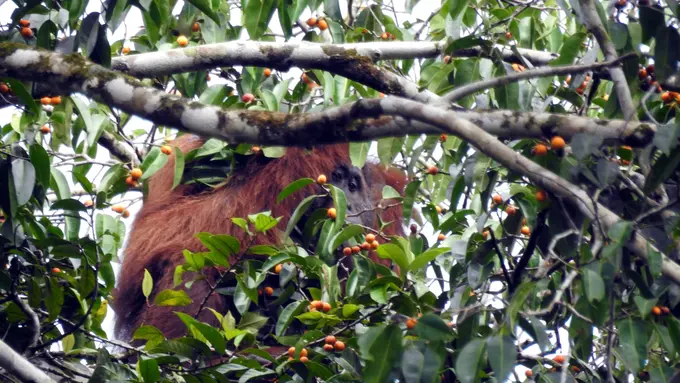 Orang Utan