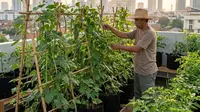 8 Ide Kebun Sayur Ala Rooftop Garden, Hemat Lahan dan Estetik