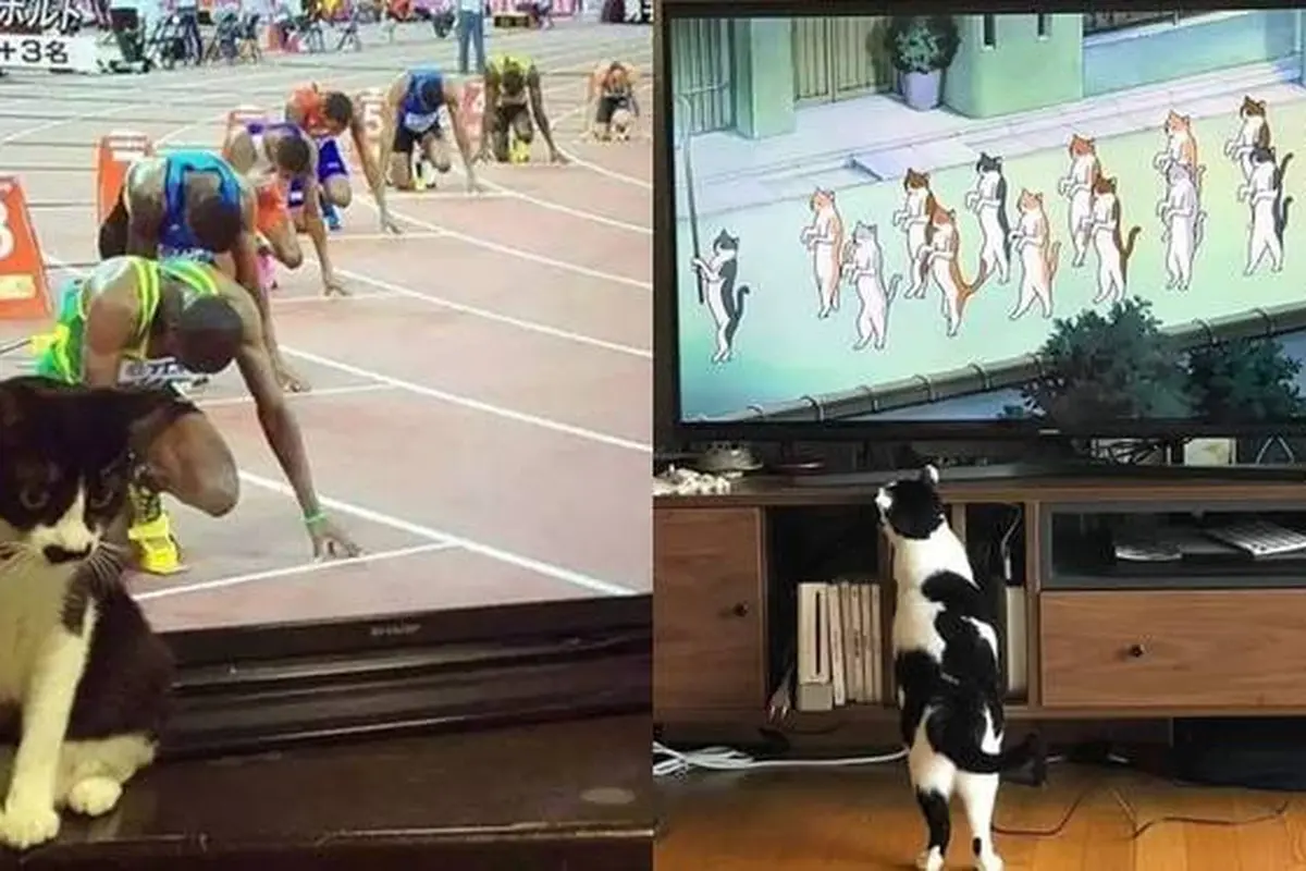 8 Potret Kocak Kucing di Depan TV, Ada yang Tirukan Pose Kartun
