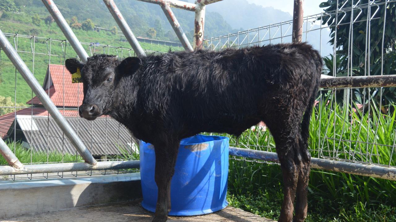Kementan Budidaya Sapi Wagyu untuk Penuhi Kebutuhan Daging Nasional