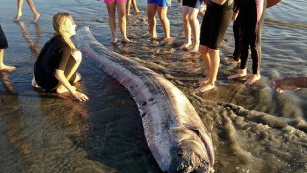 Oarfish Terdampar