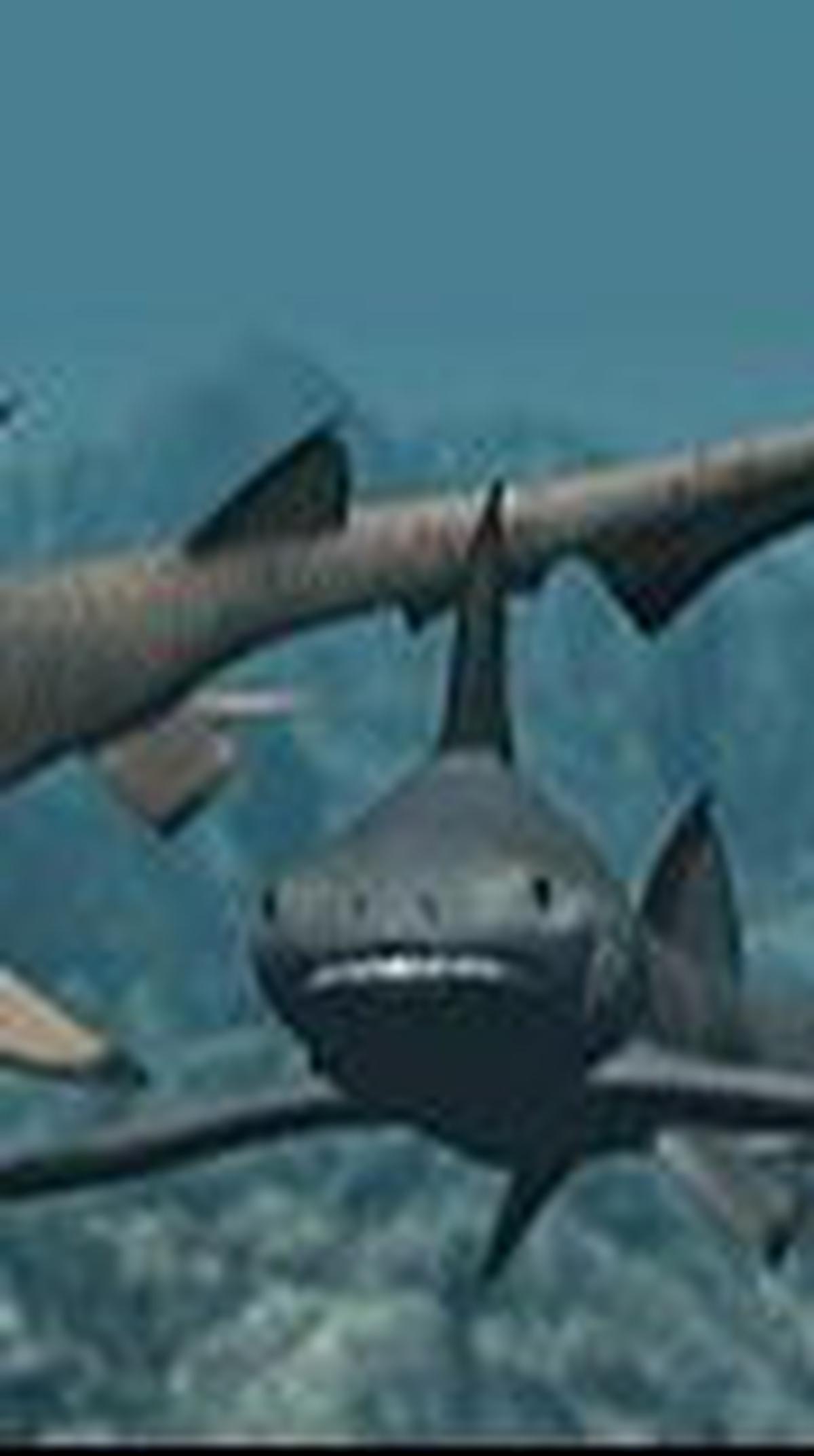<b>Hiu Hybodus</b>