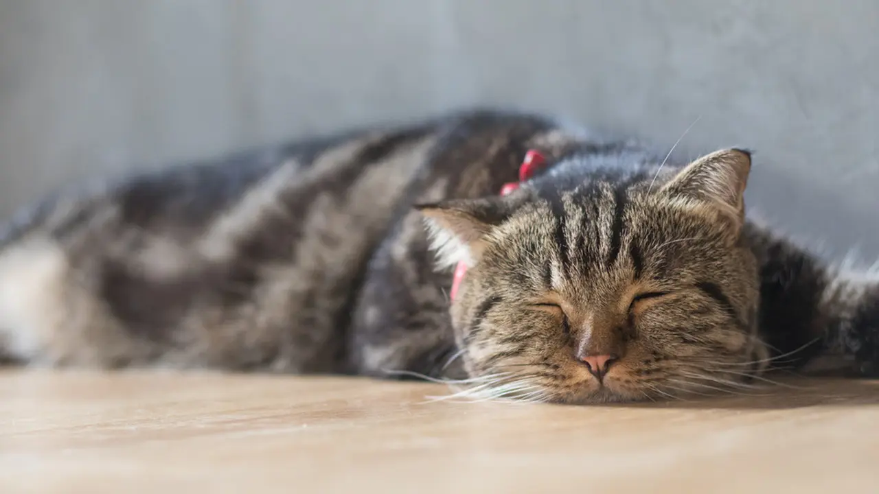 Tanda Kucing Sedang Kesakitan, Segera Bawa ke Dokter Hewan untuk Perawatan