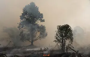 1.487 Hotspot Terdeteksi di Kalimantan