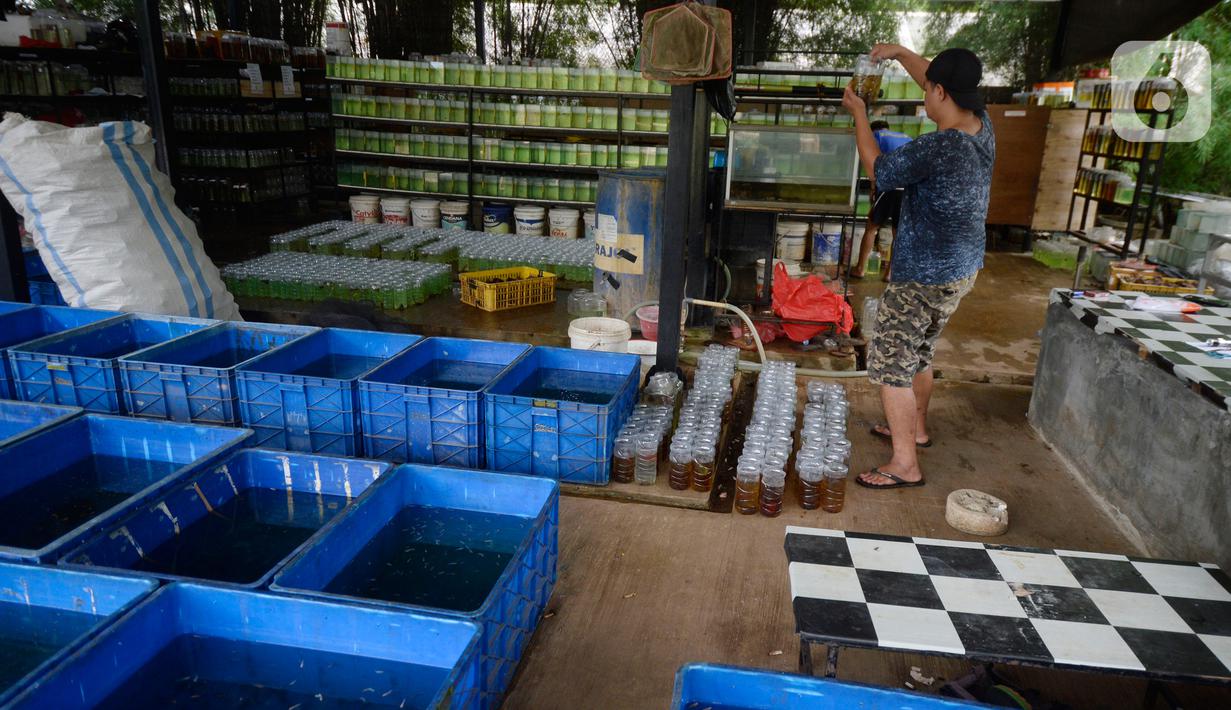Pekerja menyortir anakan ikan cupang hias yang siap dibesarkan di pusat budidaya cupang Boston Betta Serpong, Tangerang Selatan, Selasa (8/12/2020). Dalam sebulan Boston Betta mampu menjual Ikan cupang hias sebanyak 10 ribu ekor dengan harga Rp20 ribu - Rp1,5 juta per ekor. (merdeka.com/Dwi Narwoko)