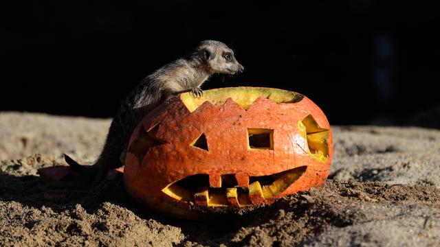 Tak Hanya Manusia, Hewan-Hewan Ini Juga Rayakan Halloween