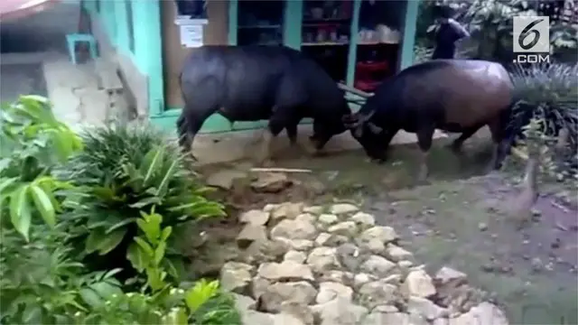 Dua ekor kerbau bertarung di tengah permukiman warga selama satu jam. Insiden terjadi di Sanggalangi, Sulawesi Selatan.