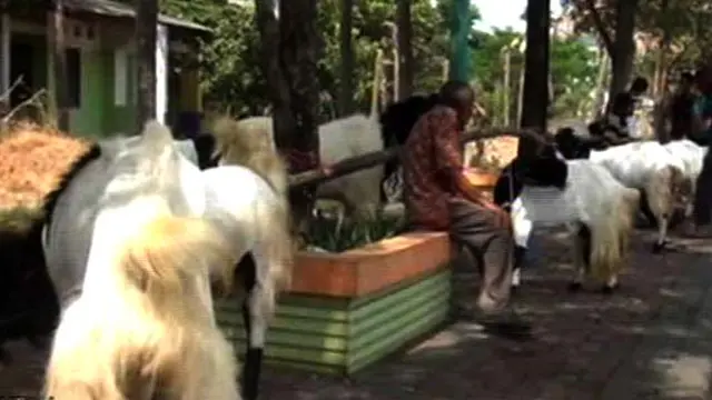 Seru! Kontes Sapi dan Kambing Kurban Berhadiah Rp 1 Juta