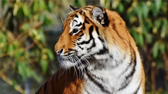 Ilustrasi Harimau