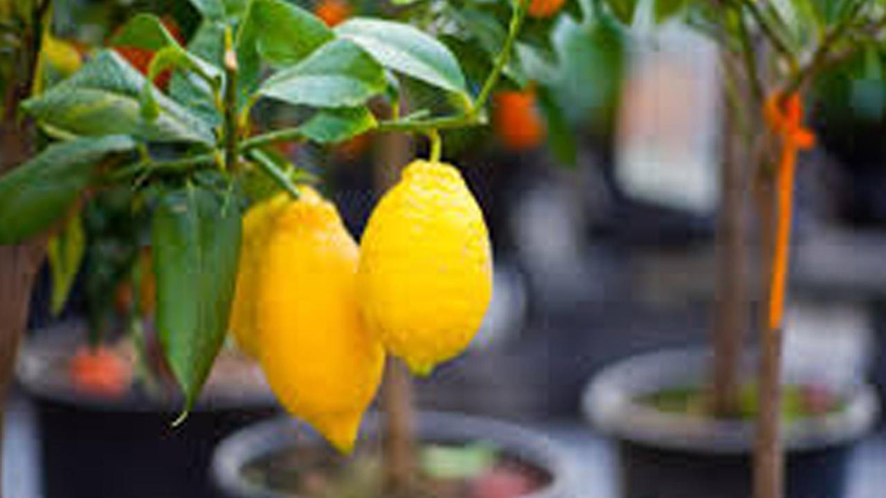 Cara Menanam Lemon di Pekarangan Rumah