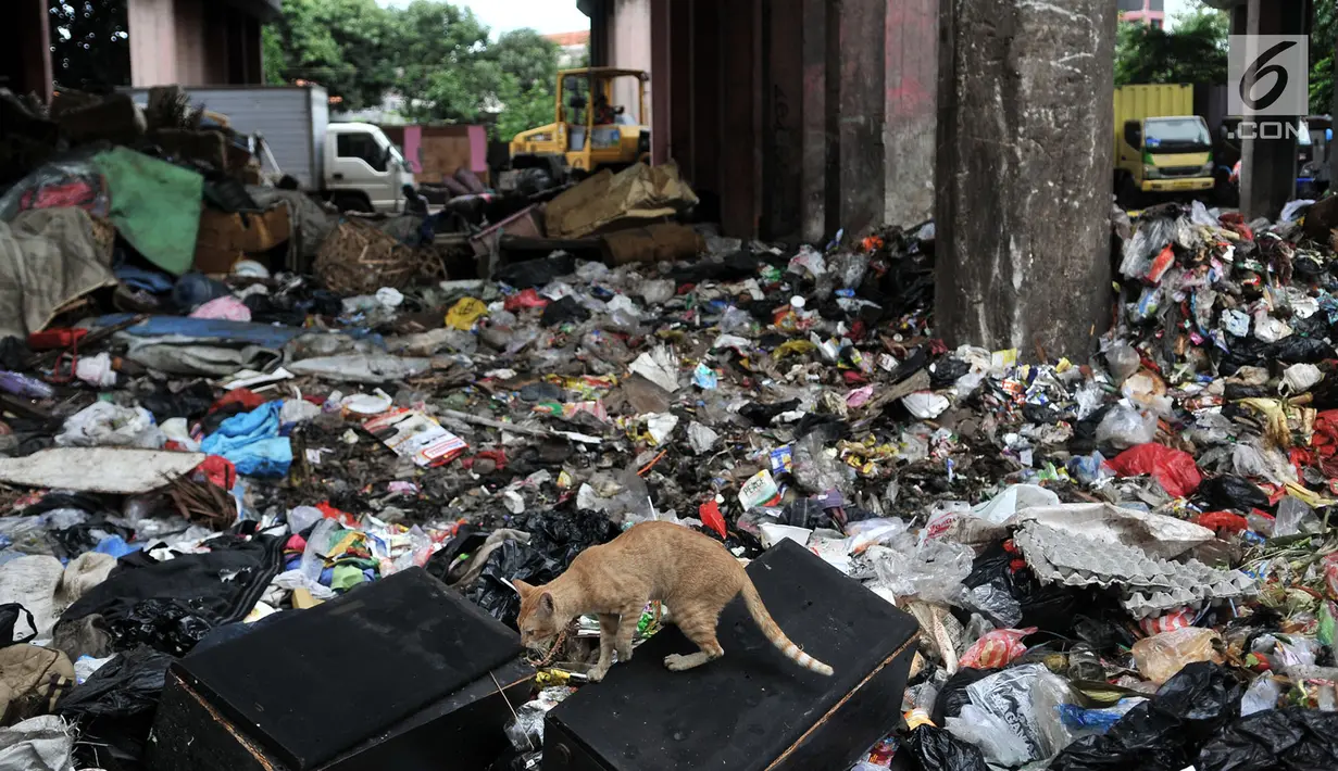Seekor kucing berada di tumpukan sampah di kolong Tol Wiyoto-Wiyono, Sungai Bambu, Jakarta, Selasa (15/1). Dalam sehari petugas kebersihan mengangkut sampah hingga 10 truk dengan berat total sekitar 100 ton. (Merdeka.com/Iqbal S. Nugroho)