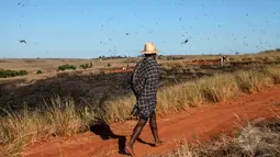 Badan Pangan dan Pertanian PBB, FAO mengatakan miliaran serangga pelahap tanaman ini bisa menyebabkan kelaparan bagi 60% populasi Madagaskar (AFP Photo/Rijasolo).