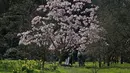 Para pengunjung menikmati bunga pohon magnolia di Kew Royal Botanic Gardens pada hari yang cerah di London (22/3/2021).  Kew Gardens telah dibuka satu tahun setelah penguncian terkait COVID-19 pertama di Inggris. (AP Photo/Frank Augstein)