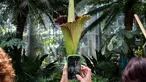 Seorang turis mengambil gambar bunga bangkai raksasa Titan Arum di Botanic Garden, Washington, Amerika Serikat, Senin (2/8). Bunga bangkai raksasa dari Sumatera, Indonesia ini tak lama lagi akan mekar sempurna. (Zach GIBSON/AFP)