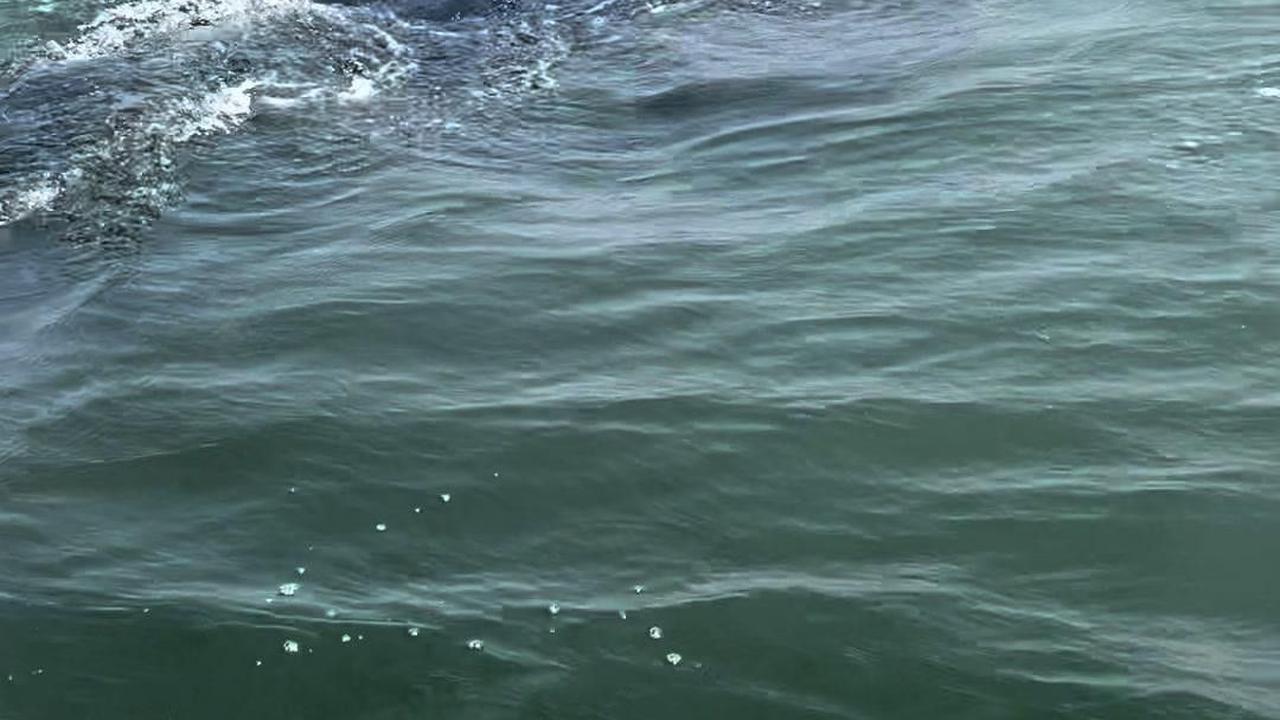 VIDEO: Penampakan Dua Hiu Paus Tutul di Laut Jakarta