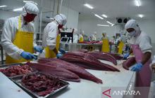 Morotai: Titik Awal Kebangkitan Hilirisasi Tuna Nusantara dan Potensi Ekonomi Maritim