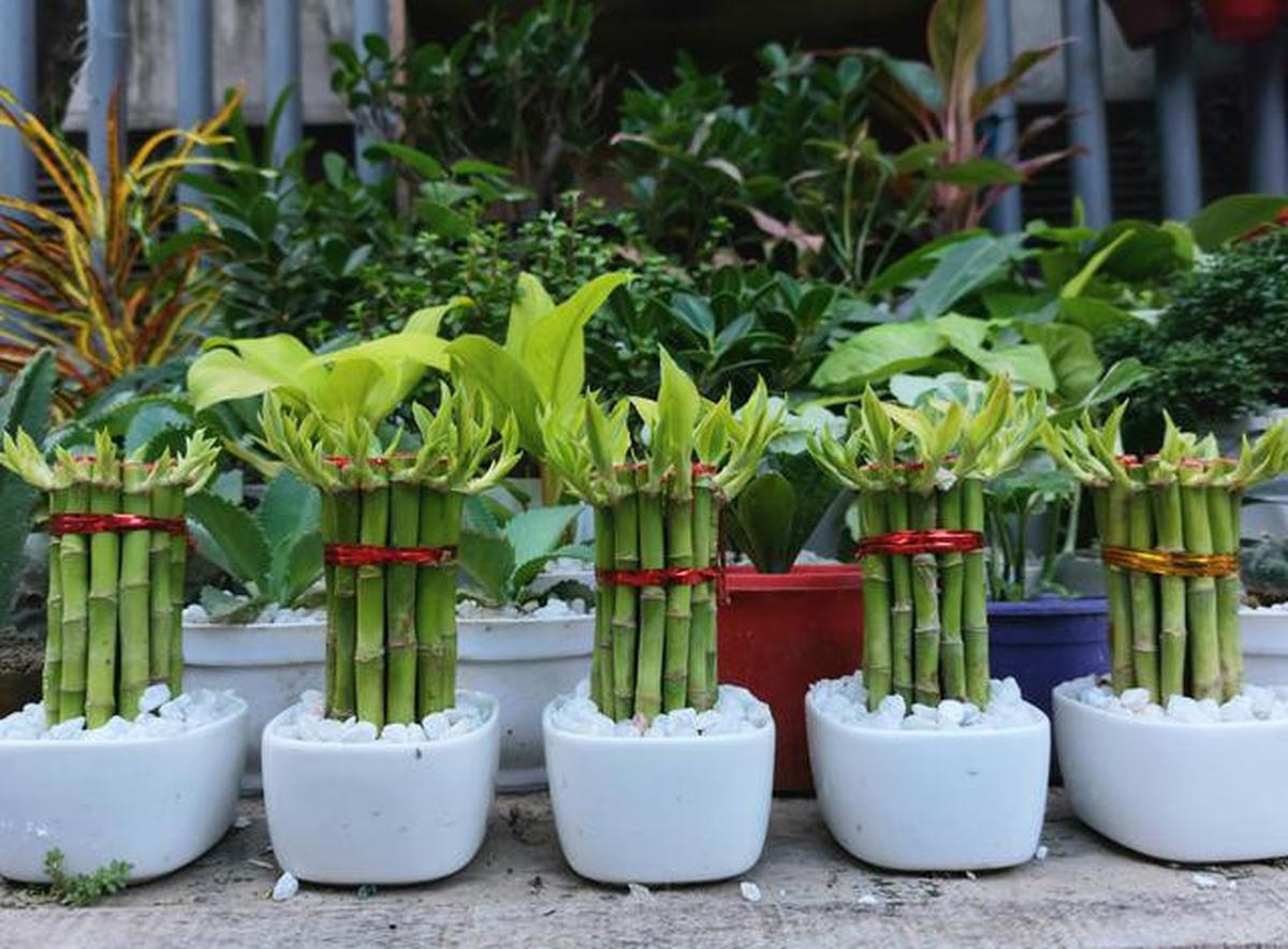 8 Tanaman Hias Terbaik untuk Kamar Mandi Lembap Tanpa Jendela