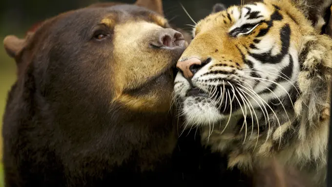 5 Binatang Hybrid Hasil Perkawinan Silang