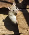Ilustrasi Tikus/https://unsplash.com/Joshua J. Cotten