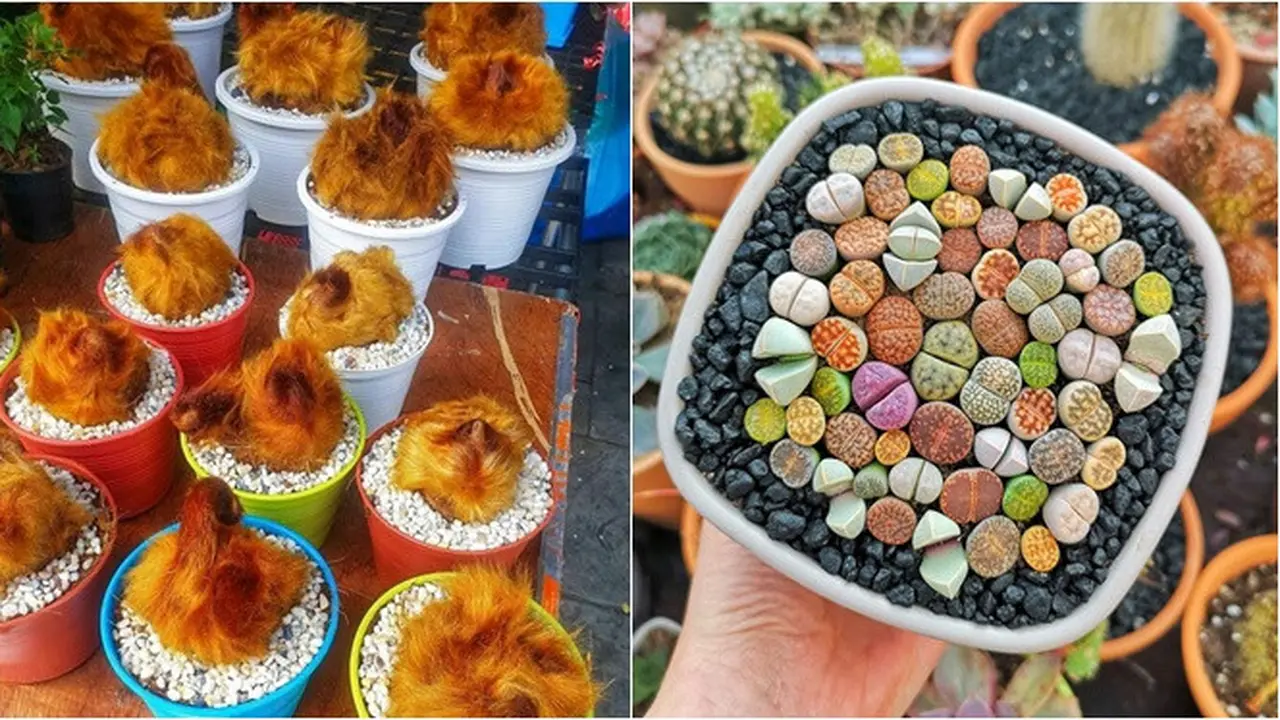 6 Potret Bentuk Unik Tanaman Hias dalam Pot, Bak Terbuat dari Plastik