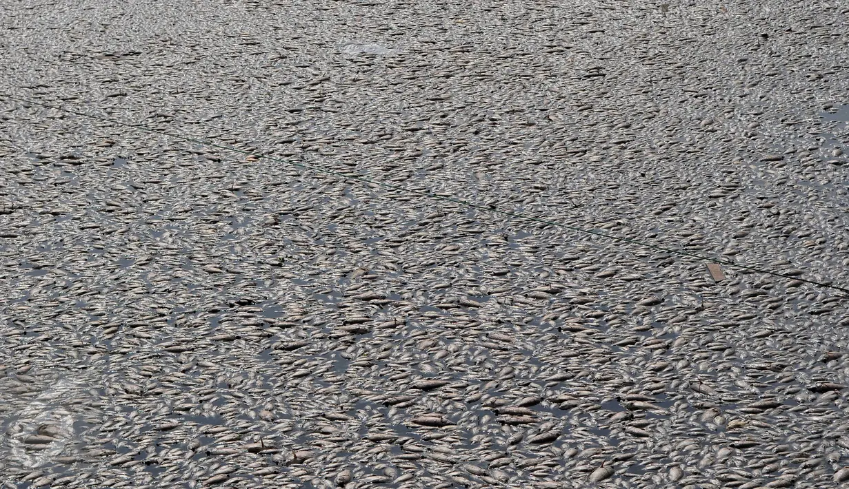 Ribuan ikan mati dan terapung di Danau Citra 6 Perumahan Citra Garden City, Kalideres, Jakarta, Sabtu (19/12). Ribuan ikan mati diduga akibat fenomena alam yaitu perubahan cuaca yang ektrim sehingga merusak ekosistem danau. (Liputan6.com/Gempur M Surya)