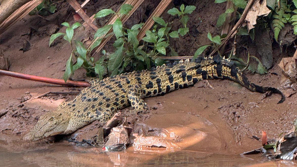 Buaya Penghuni Sungai di Kota Depok Muncul ke Darat, Suka Berjemur Dekat SMA