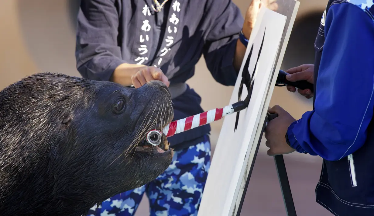 Singa laut Leo menggunakan kuas untuk melukis karakter China "harimau", yang merupakan tanda zodiak China tahun baru yang akan datang, selama pratinjau pers di Hakkeijima Sea Paradise di Yokohama (27/12/2021). (AFP/Kazuhiro Nogi)