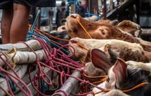 Tinggalkan Plastik, Al-Azhar Pakai Besek saat Distribusi Daging Kurban