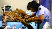 Dokter Yanti, Medik Veteriner atau dokter hewan di BKSDA Bengkulu, harus berkutat melakukan penyelamatan Harimau yang terus diburu oleh tangan rakus manusia (Liputan6.com/Yuliardi Hardjo)