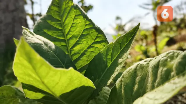 Tanaman tembakau di kaki gunung Pangradinan, Bandung.