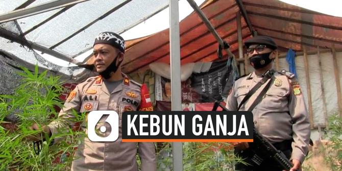 VIDEO: Polisi Gerebek Kebun Ganja Rumahan di Tangerang