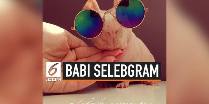 VIDEO: Bak Selebgram, Babi Afrika Ini Punya Banyak Pengikut di Instagram