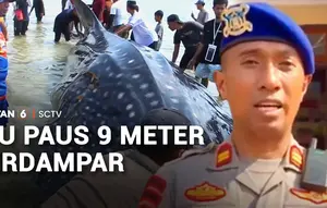 Hiu Paus 9 Meter Terdampar