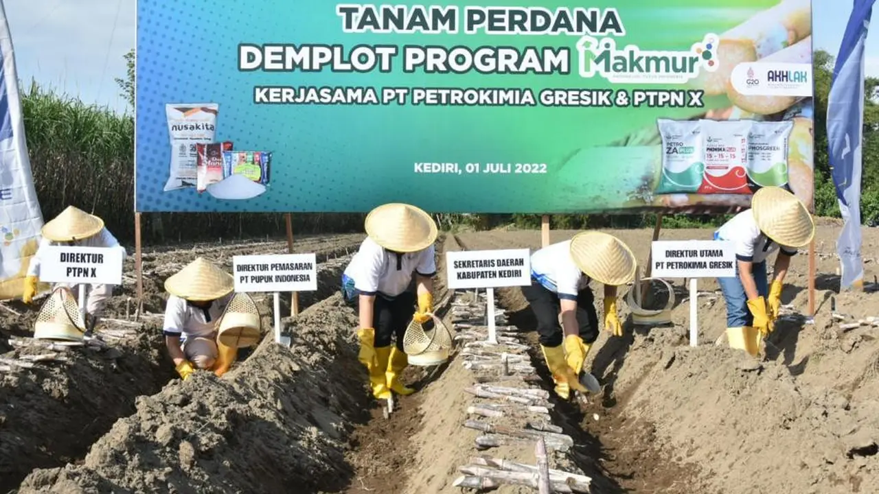 Pelaksanaan  Program Makmur kolaborasi antara PT Petrokimia Gresik dengan PT Perkebunan Nusantara (PTPN) X di Desa Purwokerto, Kecamatan Ngadiluwih, Kabupaten Kediri, Jawa Timur