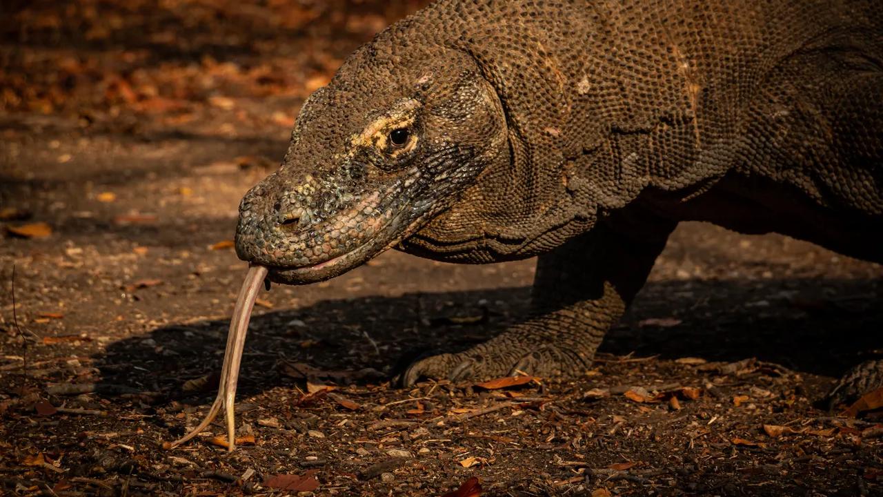 Hal ini disebabkan karena kondisi populasi satwa mangsa yang menurun sebagai akibat tingginya populasi Komodo pada tahun sebelumnya. <br>