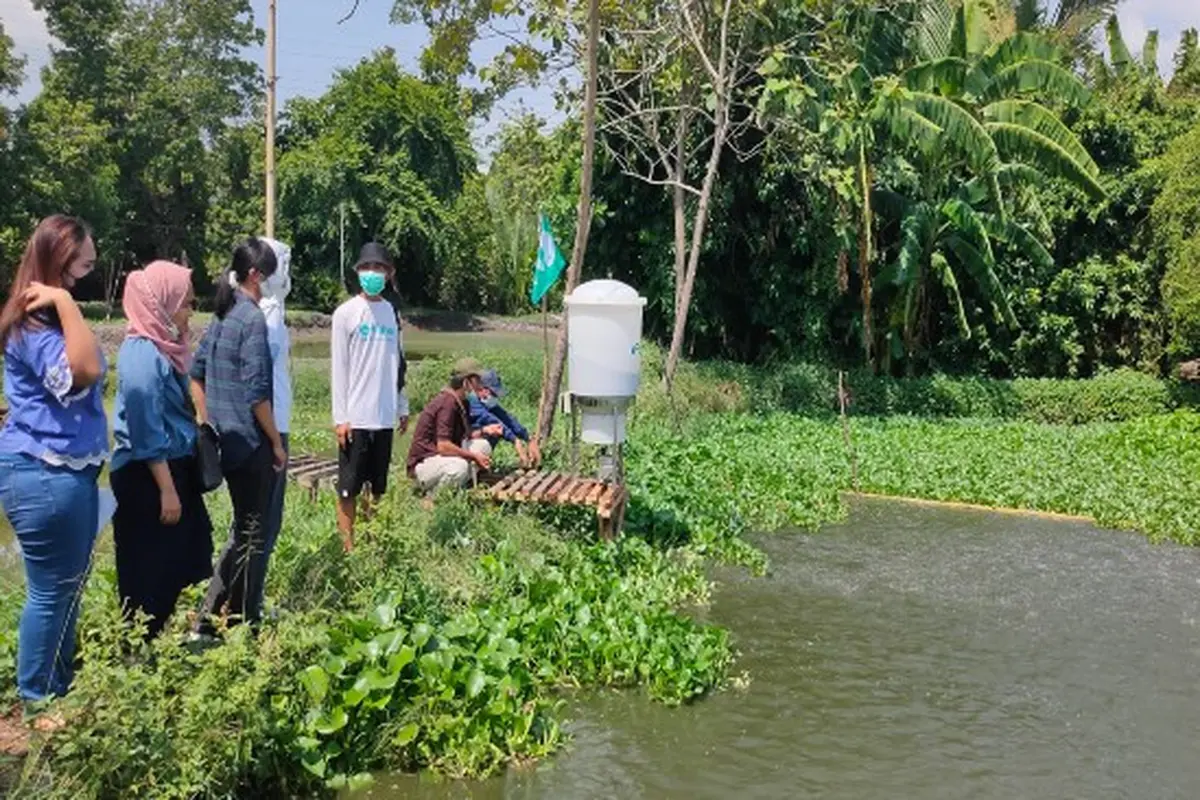 Cerita Jimat Asal Cirebon Budi Daya Lele Dengan Sentuhan Teknologi