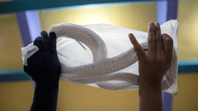 Petugas melakukan proses packing ular hidup di salah satu perusahaan eksportir di Surabaya, 13 Februari 2019. Ular-ular tersebut diekspor secara legal untuk memenuhi kebutuhan menu masakan di Guangzhou, China. (Juni Kriswanto/AFP)