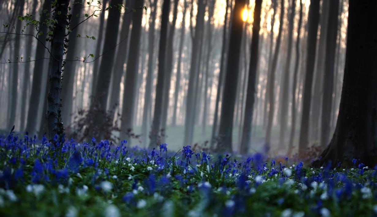 Matahari terbit di antara pepohonan saat bluebell atau Eceng Gondok liar bermekaran di lantai hutan Hallerbos di Halle, Belgia (20/4/2021). Pada musim semi, pemandangan biru hamparan bunga Bluebell atau eceng gondok liar tengah bermekaran dapat dinikmati di hutan ini. (AP Photo/Virginia Mayo)