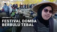 Festival Domba Berbulu Tebal