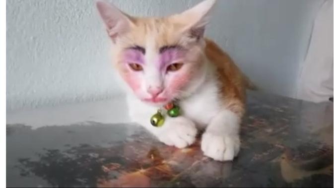 Ini 5 Potret Menggemaskan Saat Kucing Pakai Makeup (sumber: Twitter.com/aceeceeeeee)