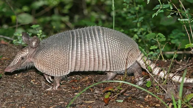 Armadillo