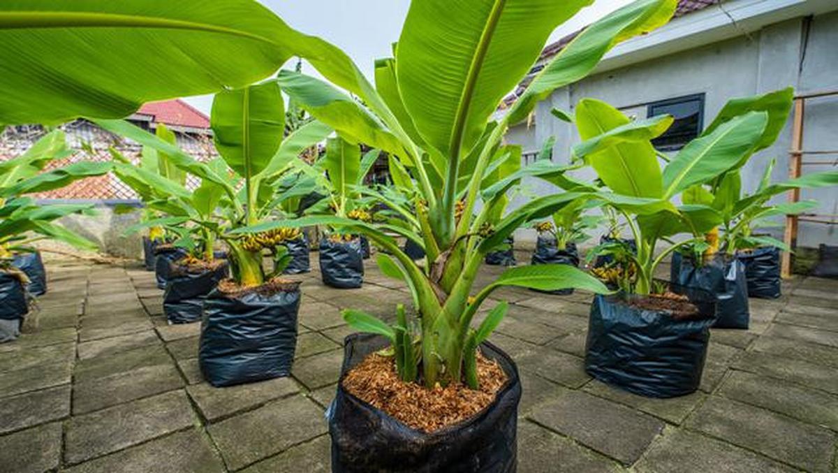 Pohon Buah untuk Rumah Cluster dengan Lahan Terbatas, Pilihan untuk yang Hobi Berkebun