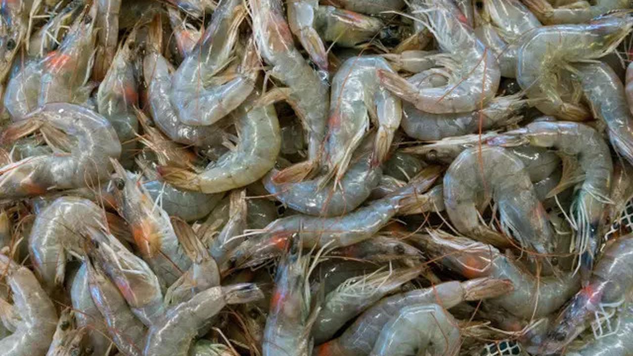 Pemerintah Diminta Tegas Usut Kasus Kontaminasi Radioaktif pada Udang Ekspor Indonesia