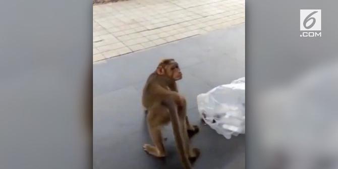 VIDEO: Lihat Kelakuan Monyet Meledek Anjing, Kocak Banget