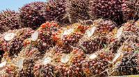 Sawit atau Crude Palm Oil (CPO). Foto: Freepik/9images
